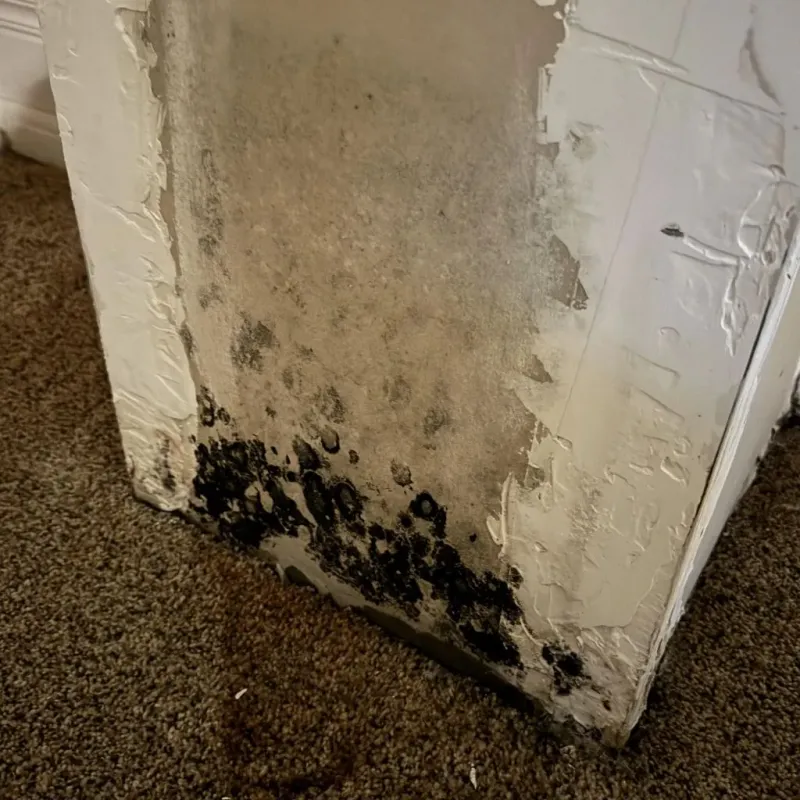 Professional Mold Removal in Polk County, AR